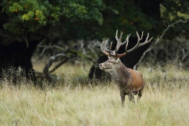 Kızıl geyik çiftleşme mevsimi