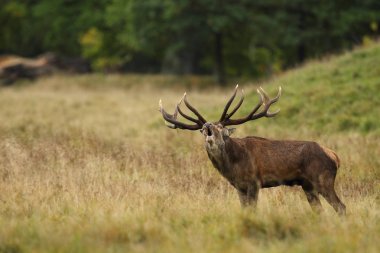 Kızıl geyik çiftleşme mevsimi