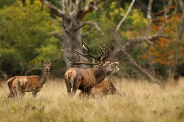 Kızıl geyik çiftleşme mevsimi
