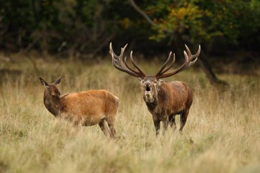 Kızıl geyik çiftleşme mevsimi