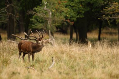 Kızıl geyik çiftleşme mevsimi