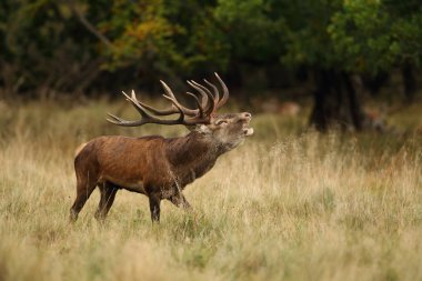 Kızıl geyik çiftleşme mevsimi