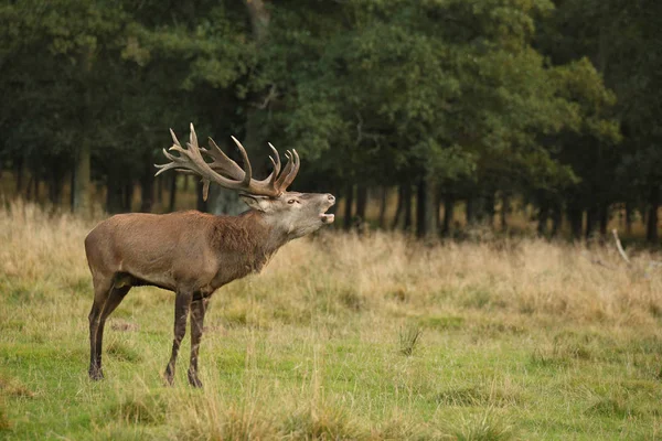 Saison d'accouplement des cerfs rouges — Photo