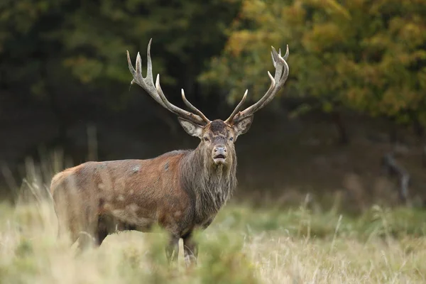 Saison d'accouplement des cerfs rouges — Photo