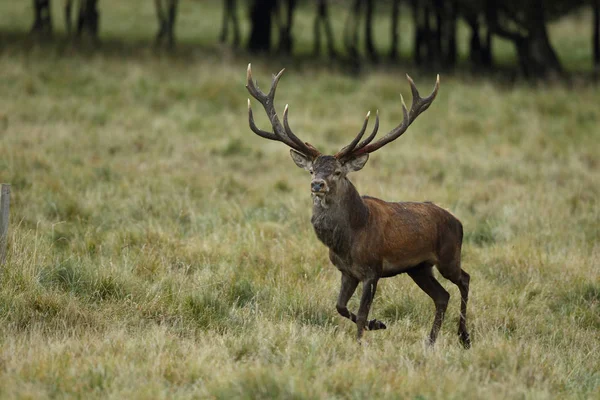 De paartijd edelhert — Stockfoto