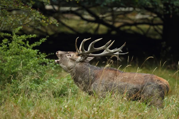 Red deer parningssäsongen — Stockfoto