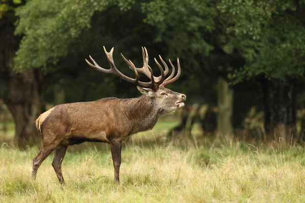 Red deer godów — Zdjęcie stockowe