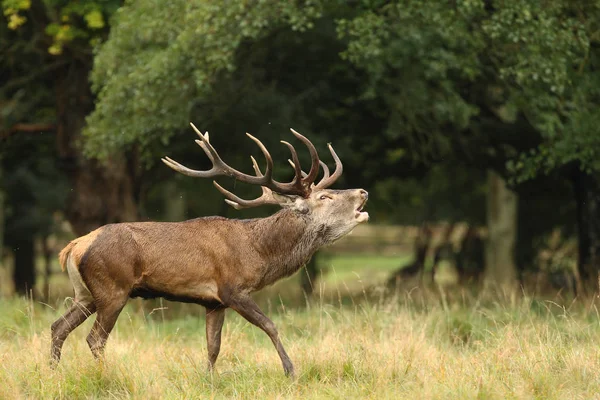 Saison d'accouplement des cerfs rouges — Photo