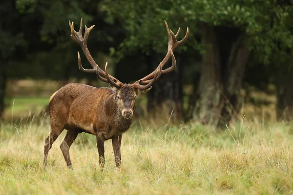 Red deer godów — Zdjęcie stockowe