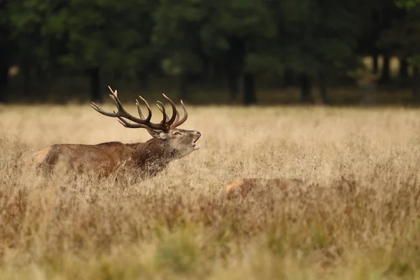 Red deer parningssäsongen — Stockfoto