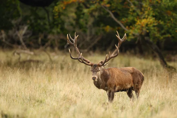 Red deer godów — Zdjęcie stockowe