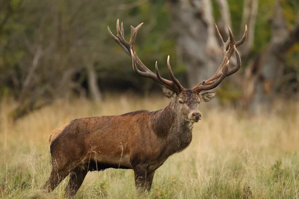 Saison d'accouplement des cerfs rouges — Photo