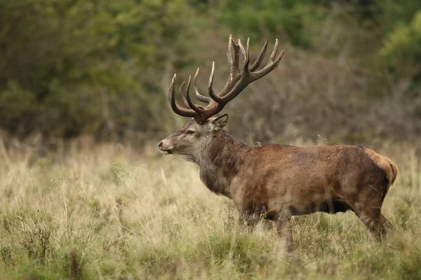 Saison d'accouplement des cerfs rouges — Photo