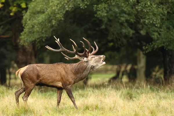 Období páření Red deer Royalty Free Stock Fotografie