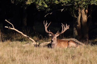 Kızıl geyik çiftleşme mevsimi