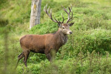 Kızıl geyik çiftleşme mevsimi