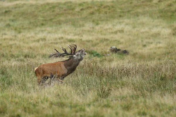 Saison d'accouplement des cerfs rouges — Photo