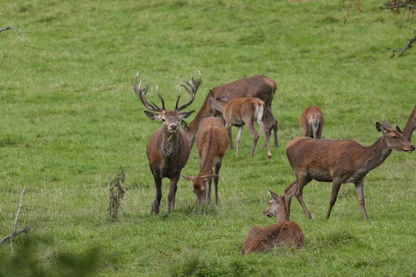 Saison d'accouplement des cerfs rouges — Photo