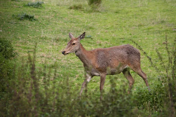 Saison d'accouplement des cerfs rouges — Photo