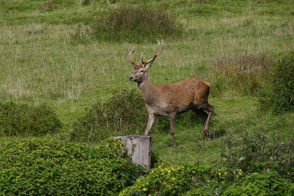 De paartijd edelhert — Stockfoto