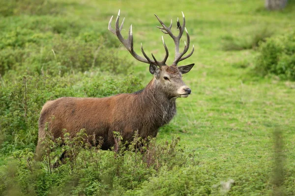 De paartijd edelhert — Stockfoto