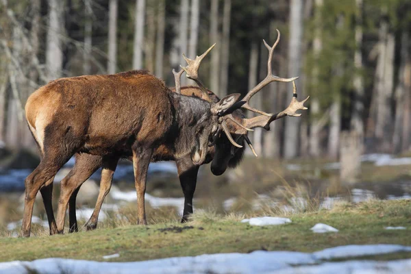 Saison d'accouplement des cerfs rouges — Photo