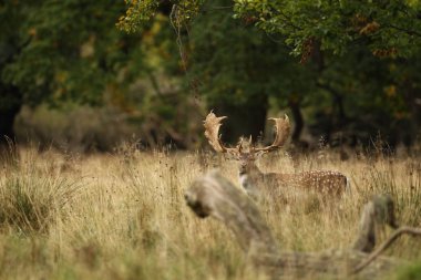Alageyik çiftleşme mevsimi