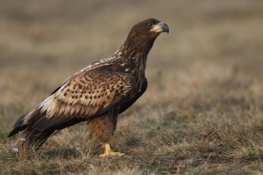 Beyaz kuyruklu kartal