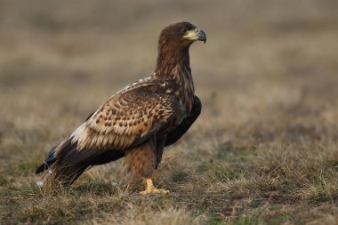 Beyaz kuyruklu kartal