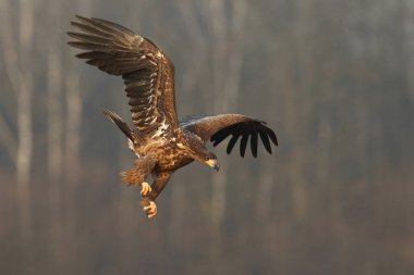 Beyaz kuyruklu kartal