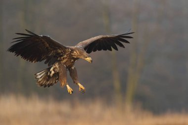 Beyaz kuyruklu kartal