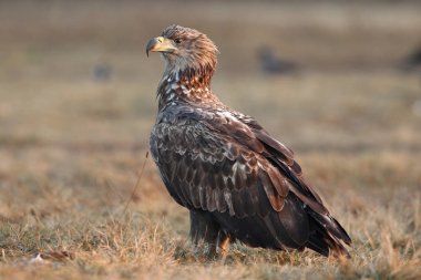 Beyaz kuyruklu kartal