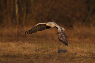 Beyaz kuyruklu kartal