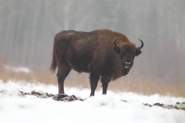 Avrasya bizon Bialowietza Milli Parkı