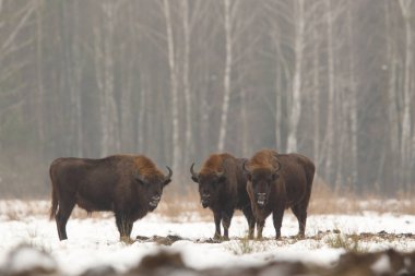 Avrasya bizon Bialowietza Milli Parkı