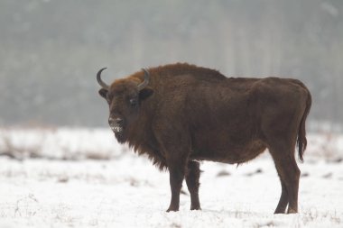 Avrasya bizon Bialowietza Milli Parkı