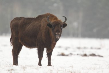 Avrasya bizon Bialowietza Milli Parkı