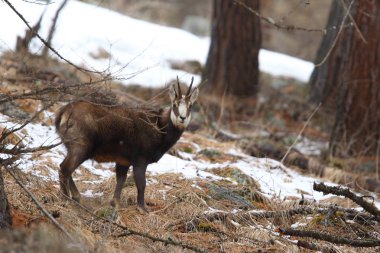 Kışın Alp chamois