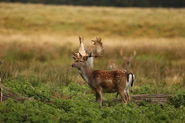 De paartijd damherten — Stockfoto