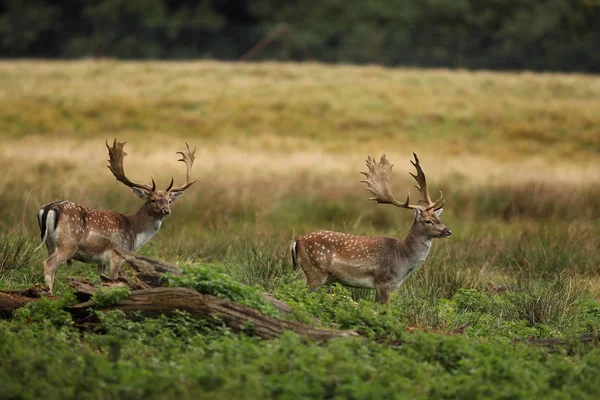 De paartijd damherten — Stockfoto