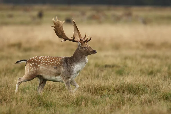 Fallow deer mating season — Stock Photo, Image