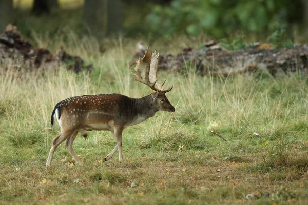 Jachère saison d'accouplement des cerfs — Photo