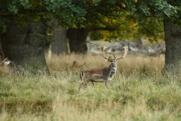 Fallow deer mating season — Stock Photo, Image