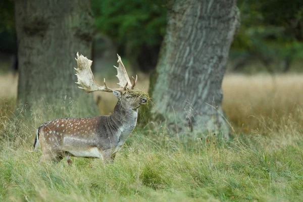 Fallow deer mating season — Stock Photo, Image