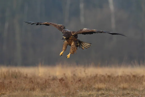 White tailed eagle — Stock Photo, Image