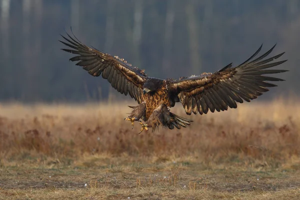 Seeadler — Stockfoto