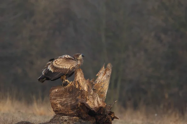 White tailed eagle — Stock Photo, Image