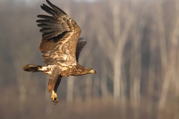 Seeadler — Stockfoto