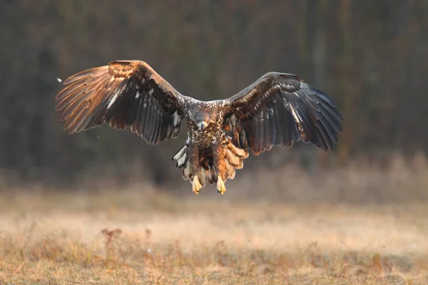 White tailed eagle — Stock Photo, Image