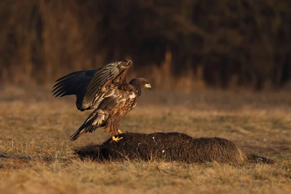 White tailed eagle — Stock Photo, Image